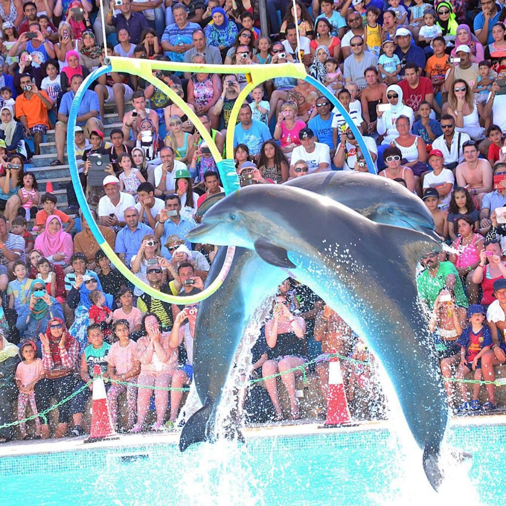 Dolphin show in Hurghada