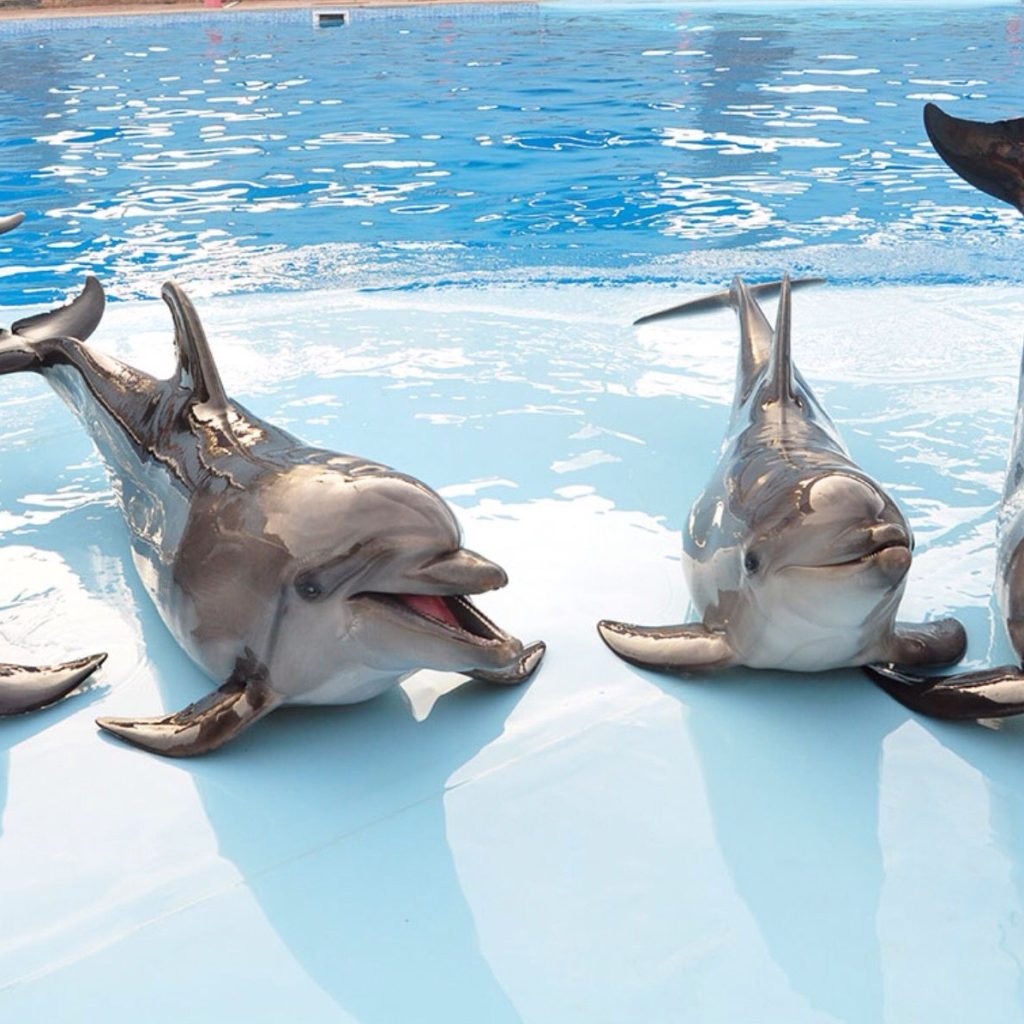 Dolphin show in Hurghada