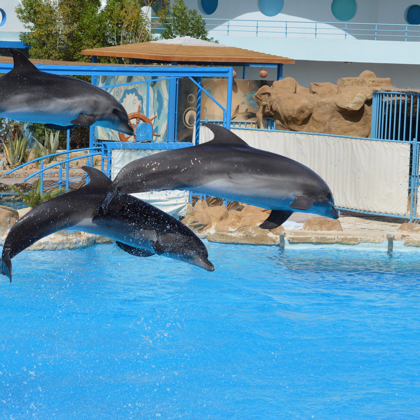 Dolphin show in Hurghada