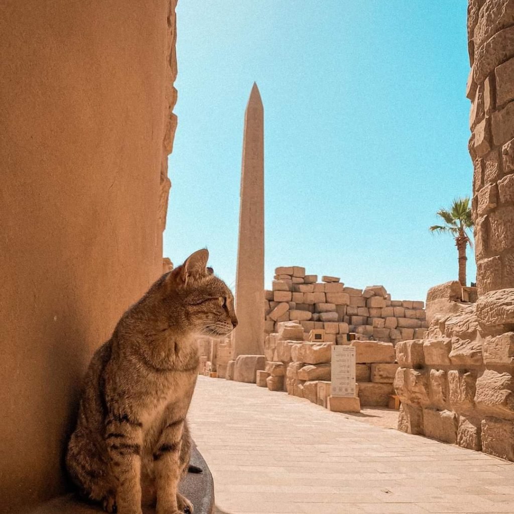 Marsa Alam Luxor day trip with the Valley of the Kings by bus