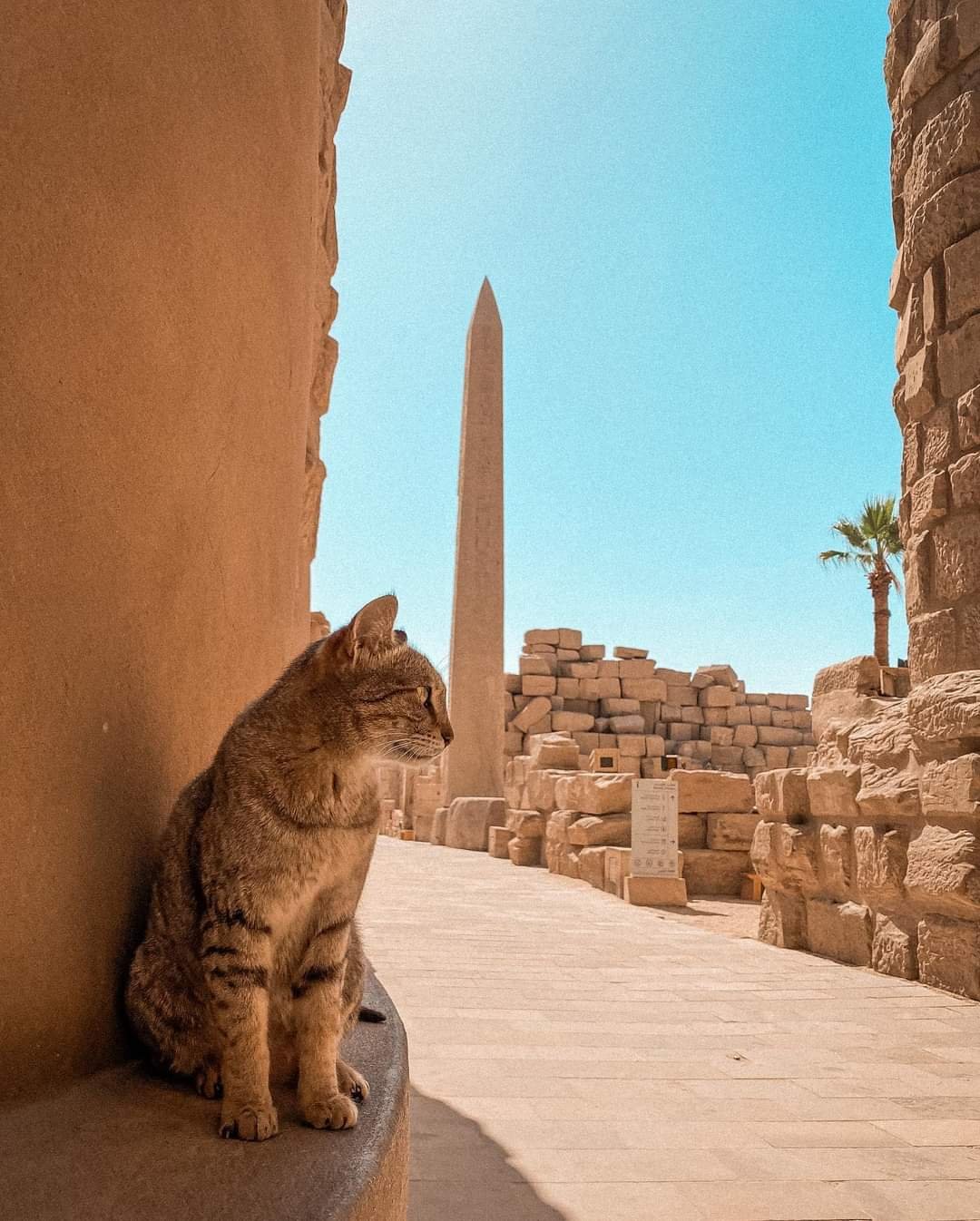 Luxor day trip with the Valley of the Kings by bus