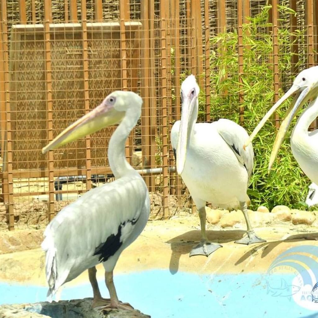 Hurghada Grand Aquarium