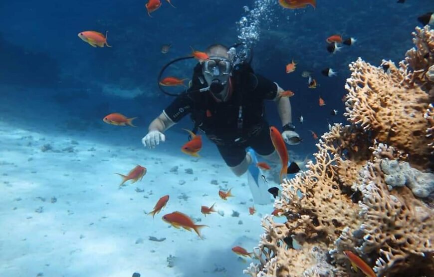 Scuba Diving Tour with lunch in Marsa Alam