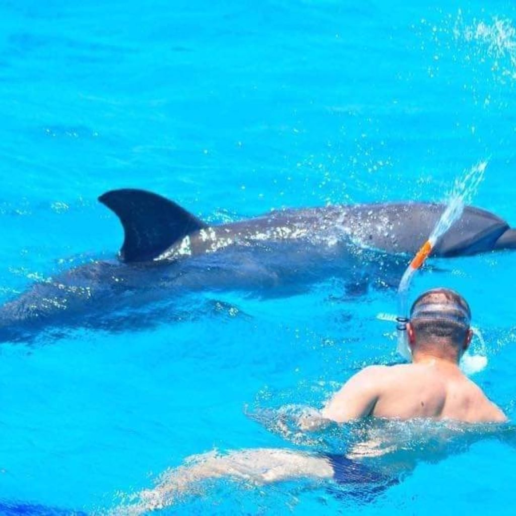 Dolphin House Snorkeling tour