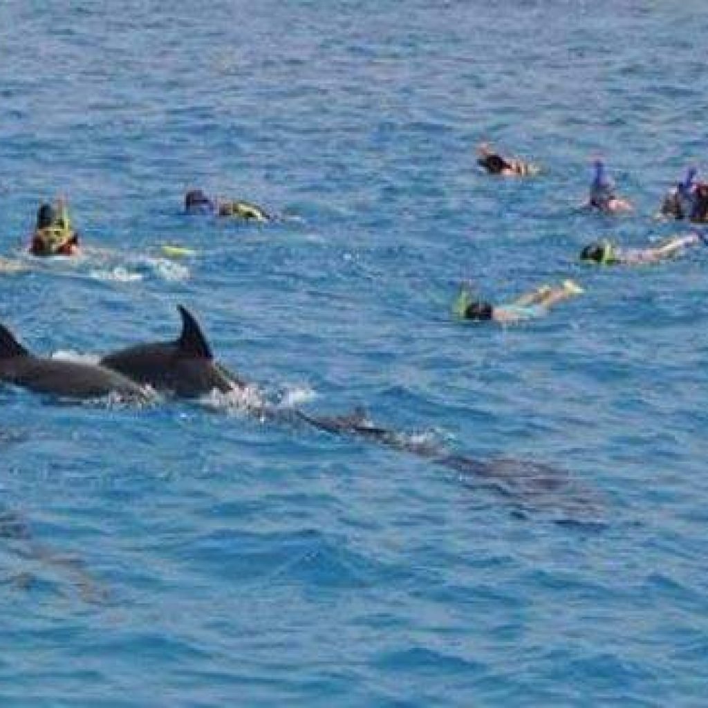 Dolphin House Snorkeling tour