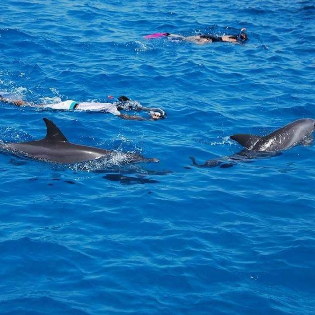 Dolphin House Snorkeling tour