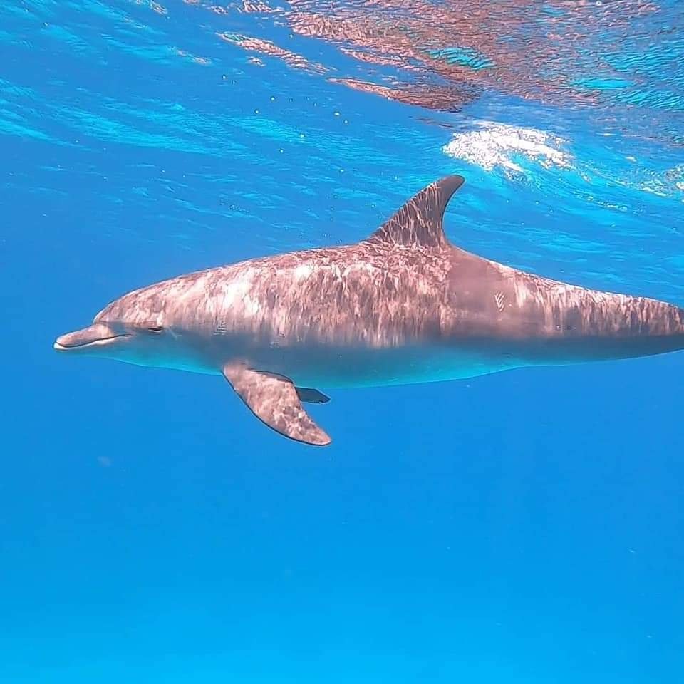 Dolphin House Snorkeling tour