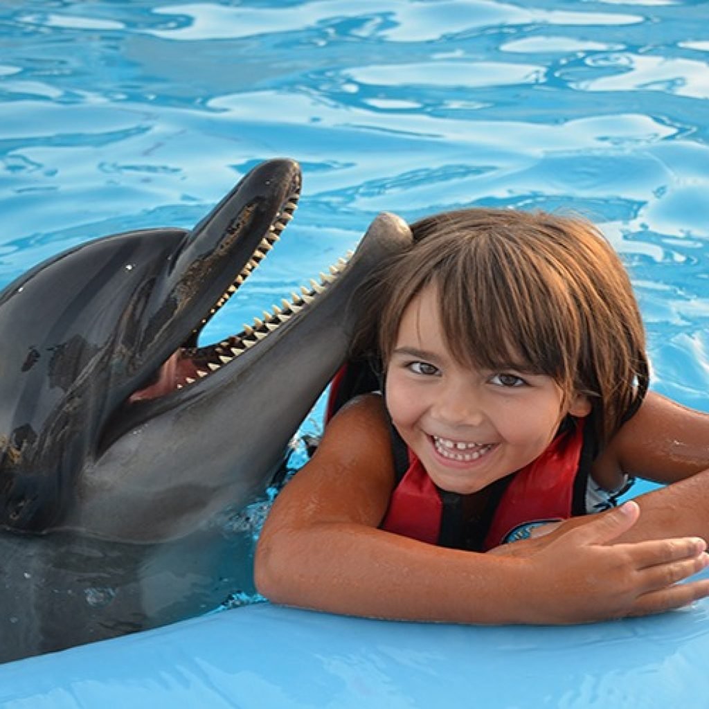 Photo season with Dolphins