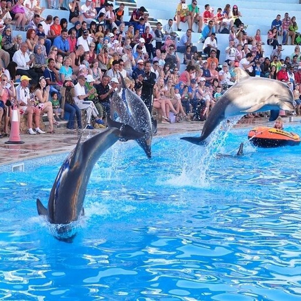 Dolphin show in Hurghada