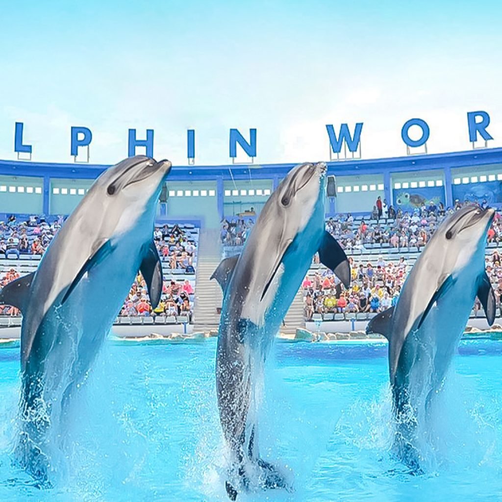 Dolphin show in Hurghada