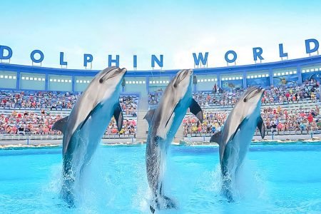 Dolphin show in Hurghada