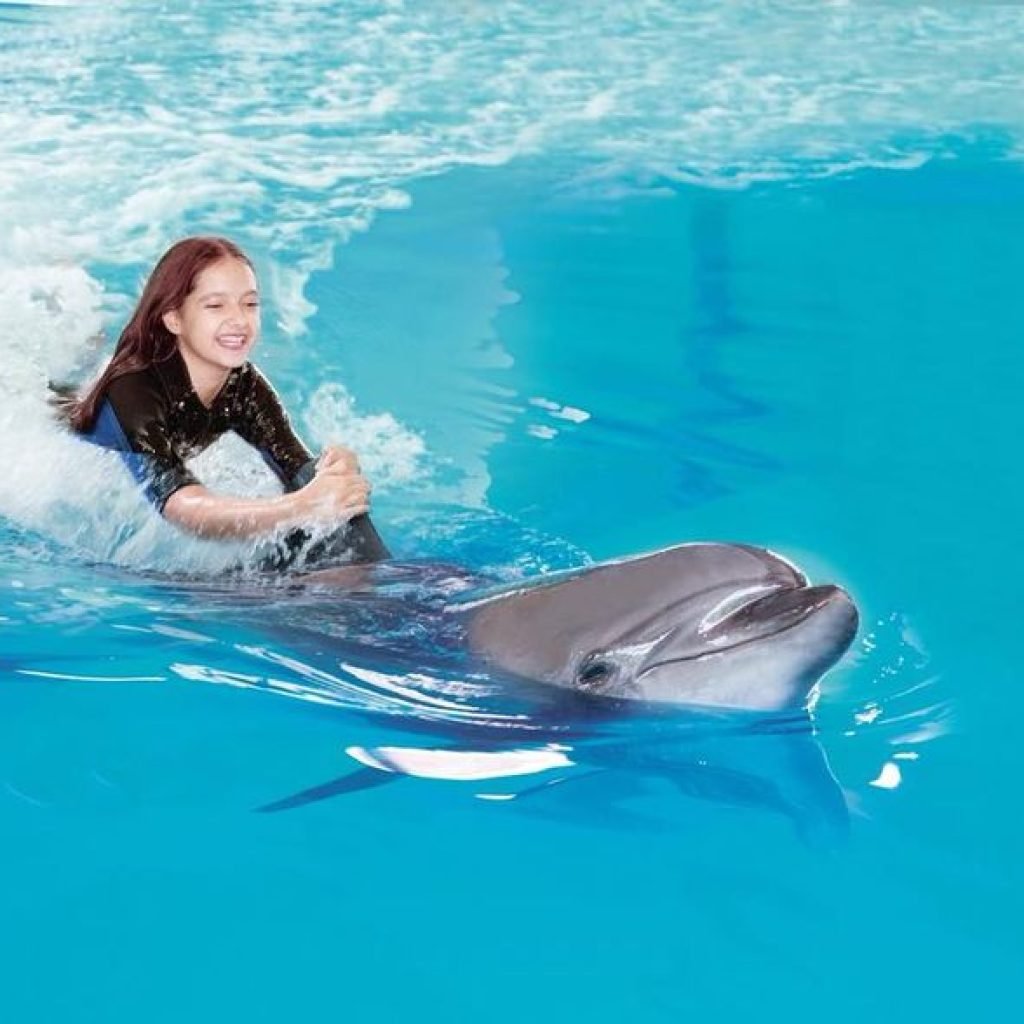 Swimming and Photo Session with Dolphins in Hurghada