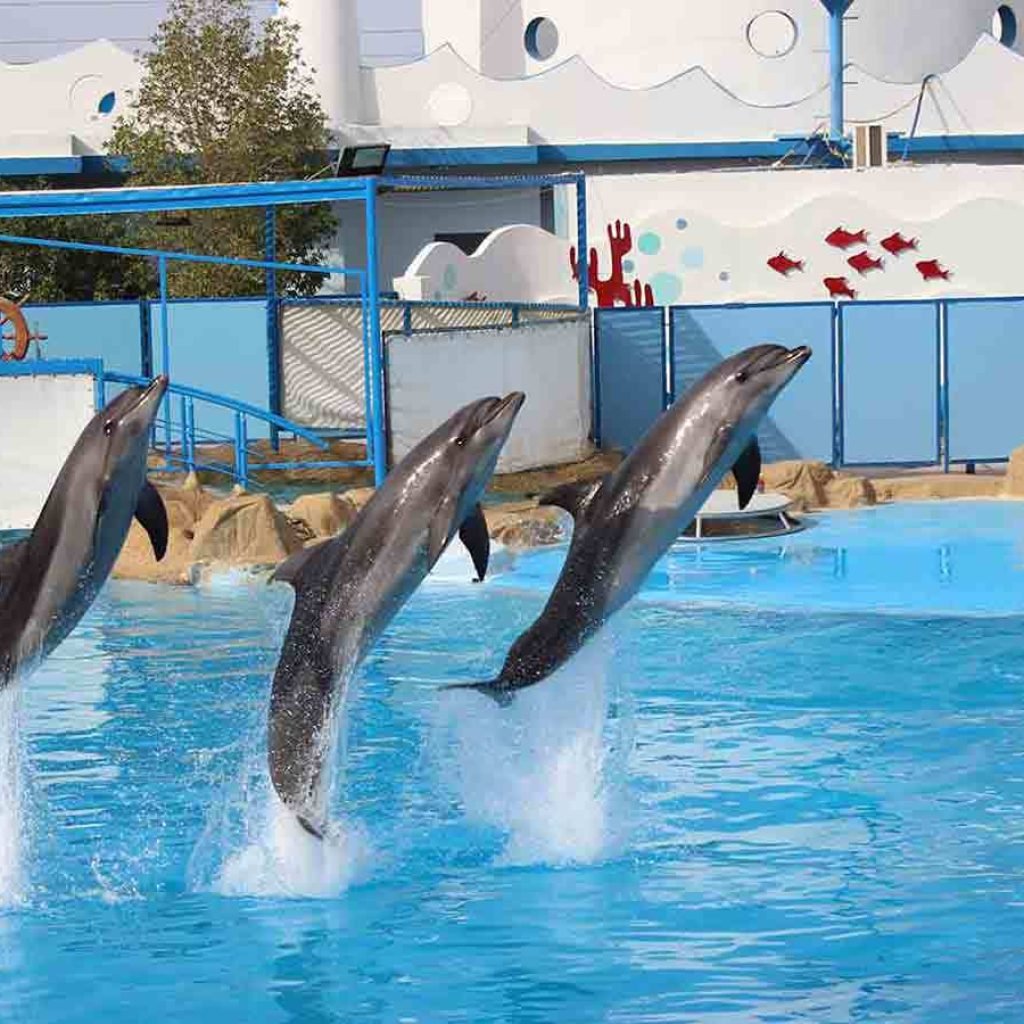 Dolphin show in Hurghada