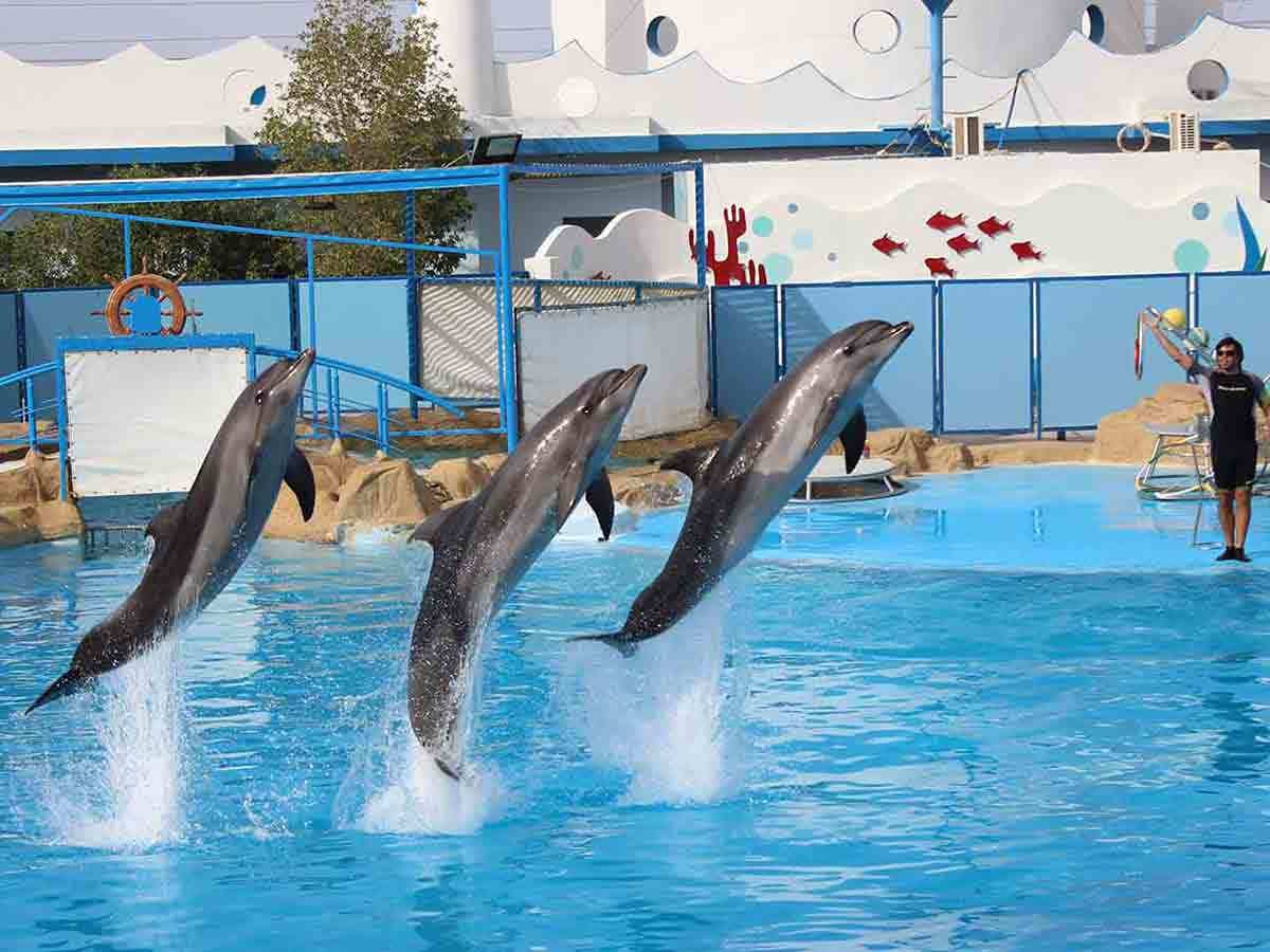 Dolphin show in Hurghada