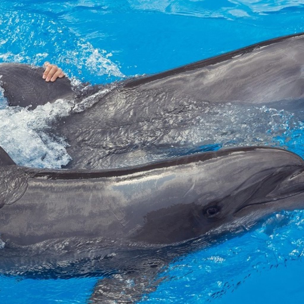 Swimming and Photo Session with Dolphins in Hurghada