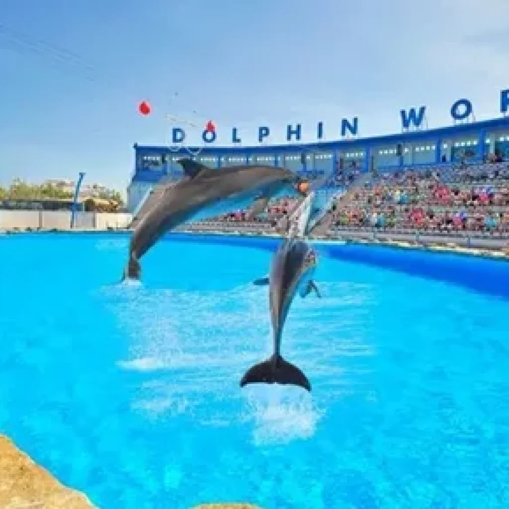 Dolphin show in Hurghada